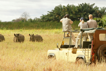 Safari_Quenia