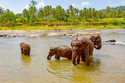 sri lanka 1.0