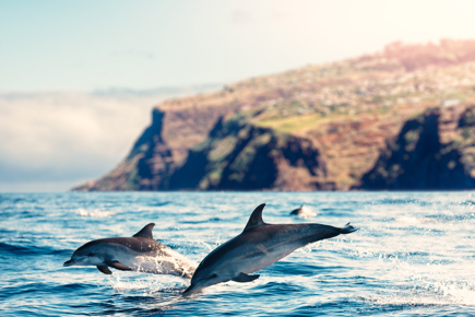 essencias-da-ilha-da-madeira-5-dias_1.jpg